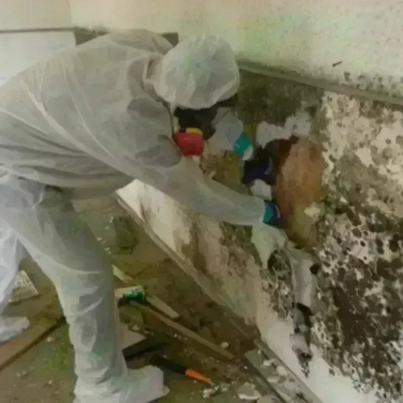 Mold Remediation and Removal in Amberley, OH